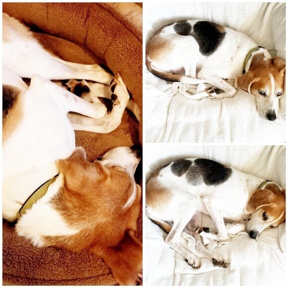 ❣ Meet your Posher, Rosecentric ❣ - Picture 3 of 6